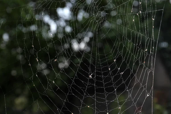 户外露珠蜘蛛网的截图 — 图库照片