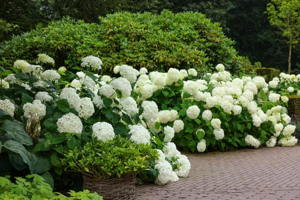 Gyönyörű Park Virágzó Hortenziákkal Kövezett Utakkal Tájtervezés — Stock Fotó