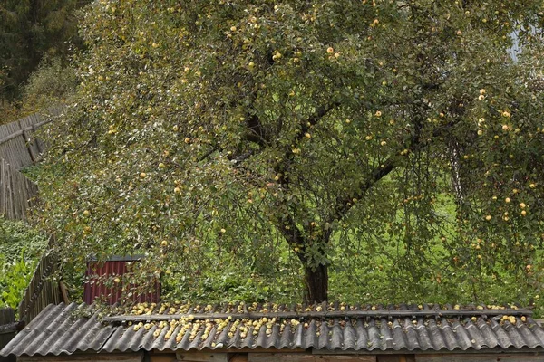 Piękne Jabłoń Rośnie Ogrodzie Jesienią — Zdjęcie stockowe