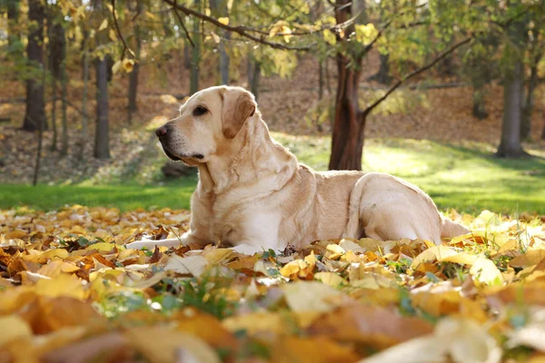 Niedlicher Labrador Retriever Hund Auf Fallendem Laub Sonnigem Herbstpark — Stockfoto