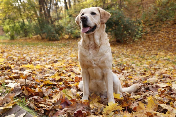 Niedlicher Labrador Retriever Hund Auf Fallendem Laub Sonnigem Herbstpark — Stockfoto