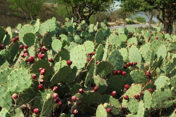 Hermosos Cactus Pera Espinosa Creciendo Aire Libre Día Soleado —  Fotos de Stock