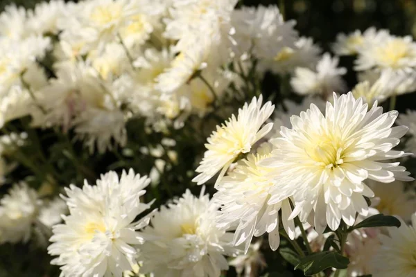Schöne Chrysanthemenblüten Die Garten Wachsen Nahaufnahme — Stockfoto