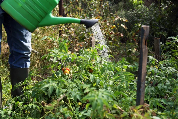 Mann Gießt Tomatenpflanzen Die Garten Wachsen Nahaufnahme — Stockfoto