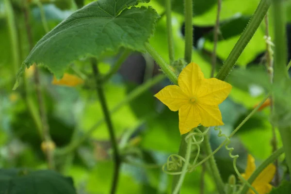 stock image Blooming cucumber plant growing outdoors, closeup. Space for text