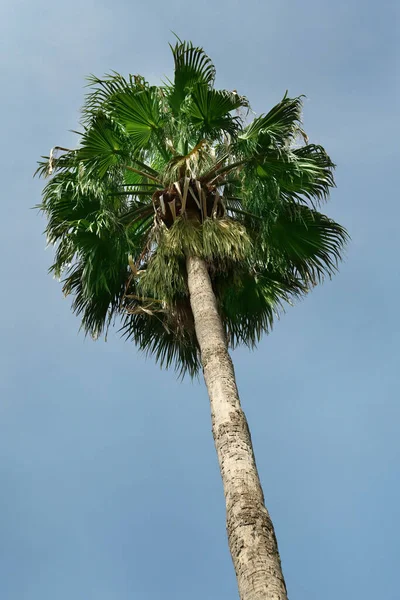 Tropikalna Dłoń Pięknymi Zielonymi Liśćmi Tle Błękitnego Nieba Widok Niskiego — Zdjęcie stockowe