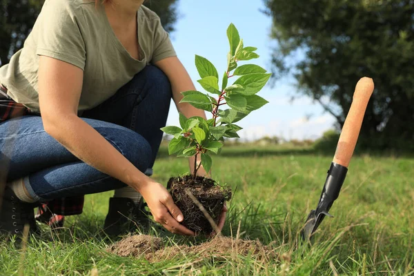 Mulher Plantando Árvore Verde Jovem Jardim Close — Fotografia de Stock