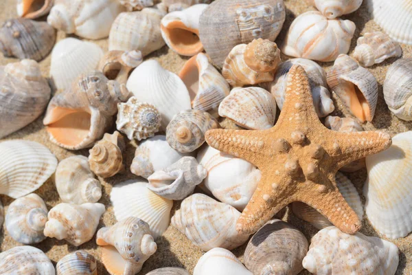 Beautiful Starfish Sea Shells Sand Closeup — Foto Stock