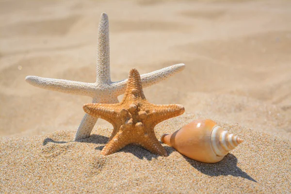 Beautiful Starfishes Sea Shell Sandy Beach — Stock Photo, Image