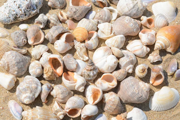 Many Beautiful Sea Shells Sand Closeup — Fotografia de Stock