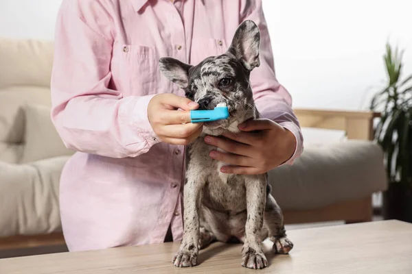 stock image Woman brushing dog's teeth at table indoors, closeup