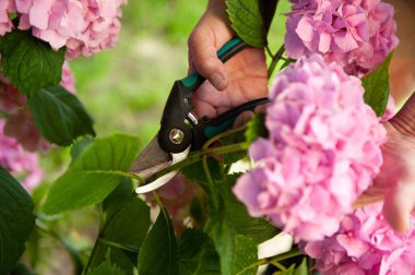 Bahçıvanın kestiği ortanca, açık havada tarikat görevlileriyle, yakın plan.