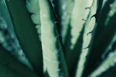 Güzel Agave yapraklarının yakın görüntüsü. Egzotik bitki