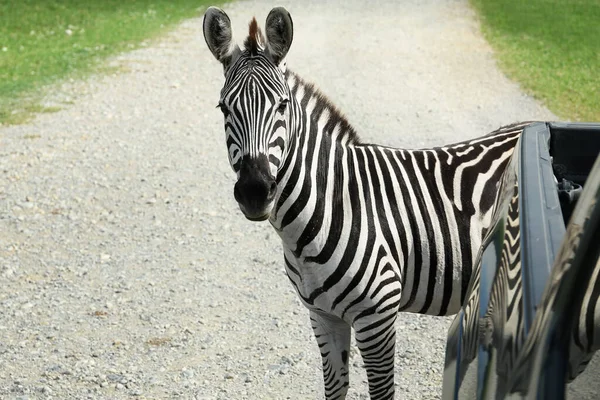 Schön Gestreiftes Afrikanisches Zebra Neben Auto Safaripark — Stockfoto