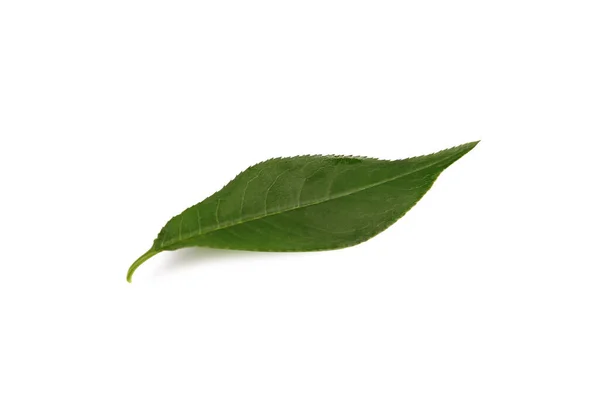 Uma Folha Verde Fresca Isolada Branco — Fotografia de Stock