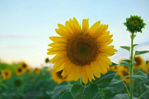 Vacker Blommande Solros Mot Himlen Sommardagen — Stockfoto