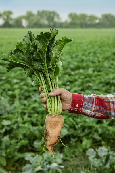 Man holding white beet in field, closeup