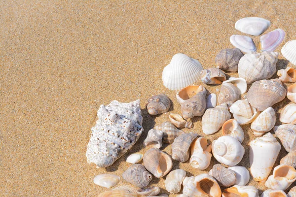 stock image Many beautiful sea shells on sandy beach, above view. Space for text