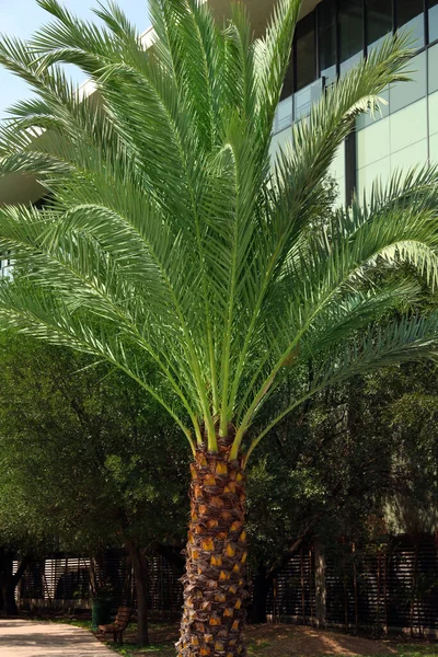 Tropische Palm Met Prachtige Groene Bladeren Buiten — Stockfoto