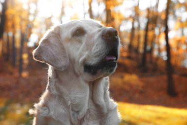 Güneşli sonbahar parkında şirin Labrador Retriever köpeği, yakın plan.