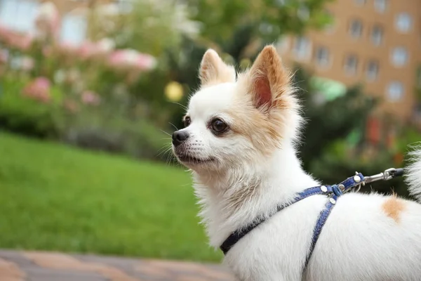 Lindo Chihuahua Con Correa Parque Primer Plano Paseo Del Perro —  Fotos de Stock