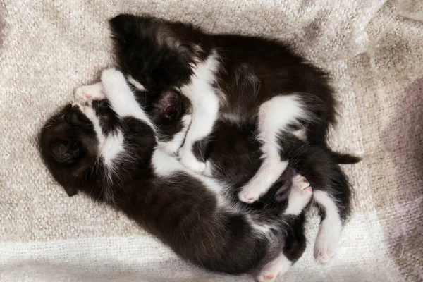 Schattige Baby Kittens Slapen Gezellige Deken Bovenaanzicht — Stockfoto