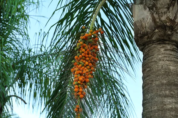 Palma Butia Rosnącymi Owocami Widok Dołu — Zdjęcie stockowe