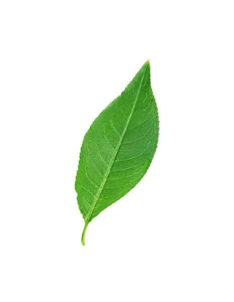 Один Свіжий Зелений Лист Ізольований Білому — стокове фото