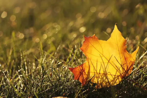 晴れた秋の日には 屋外の緑の草の間で美しい落ち葉を閉じます テキストのスペース — ストック写真