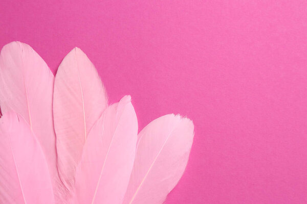 Beautiful feathers on pink background, top view. Space for text