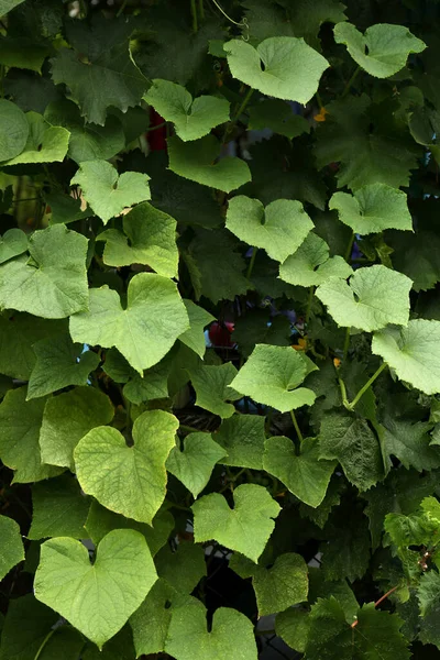 Komkommer Planten Ketting Link Hek Buiten — Stockfoto