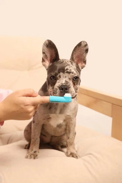 Parmak Diş Fırçası Olan Bir Kadın Evdeki Koltukta Köpeğin Yanında — Stok fotoğraf