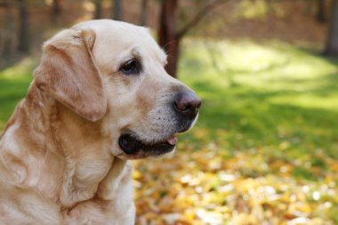 Güneşli sonbahar parkında şirin Labrador Retriever köpeği, yakın plan. Metin için boşluk