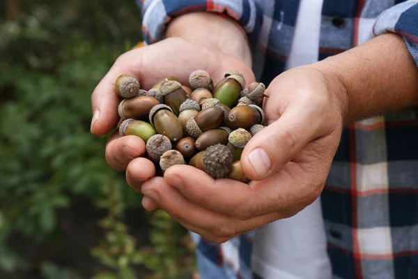 stock image Man holding pile of dry acorns outdoors, closeup