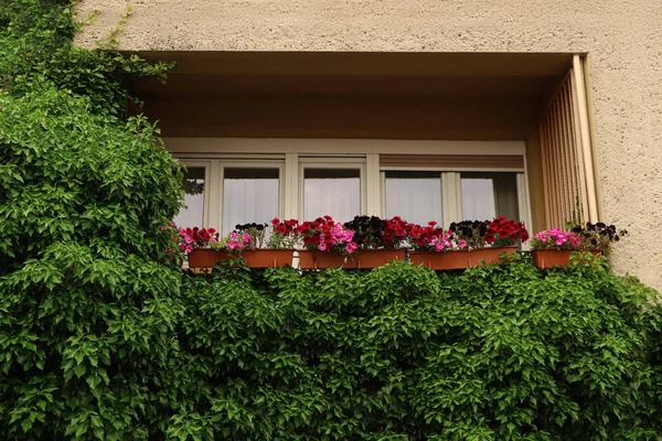 Balcón Decorado Con Hermosas Flores Colores Planta Verde — Foto de Stock