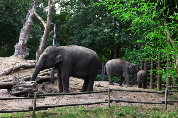 Grupo Adoráveis Elefantes Caminhando Jardim Zoológico — Fotografia de Stock