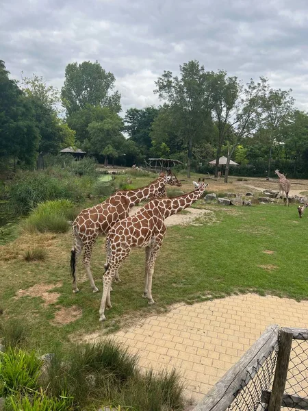 Rotterdam Hollanda Ağustos 2022 Hayvanat Bahçesi Çevresinde Güzel Zürafalar Grubu — Stok fotoğraf