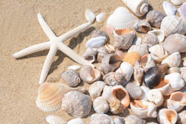 Beautiful starfish and sea shells on sand, closeup
