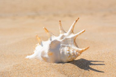 Sandy beach with beautiful seashell on sunny day