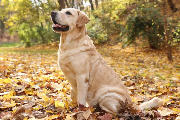Cute Labrador Retriever Pies Spadających Liści Słonecznej Jesieni Parku — Zdjęcie stockowe