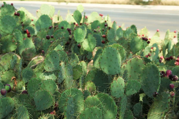Hermosos Cactus Pera Espinosa Creciendo Aire Libre Día Soleado —  Fotos de Stock