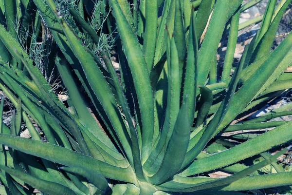 Beautiful Green Agave Plant Growing Ground Outdoors Closeup — Stock Photo, Image