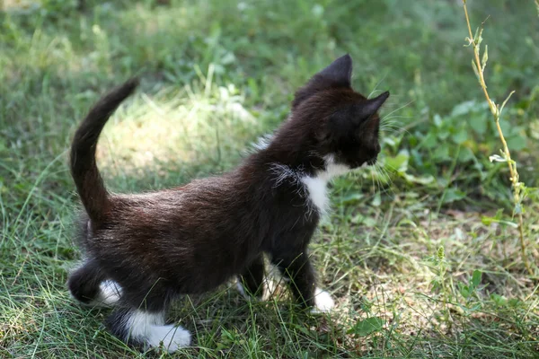 緑の芝生の上を歩く美しい小さな子猫屋外 — ストック写真