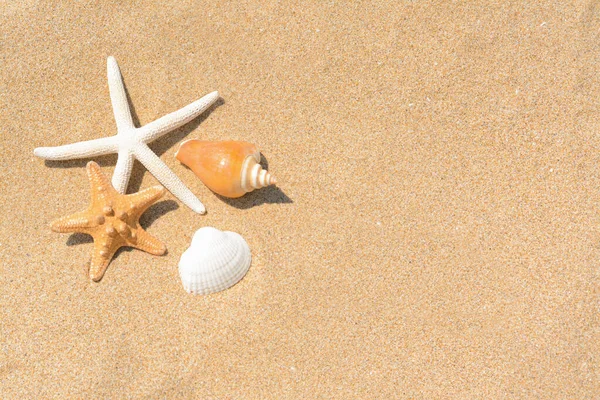 Krásné Hvězdice Mořské Mušle Písečné Pláži Nad Výhledem Mezera Pro — Stock fotografie