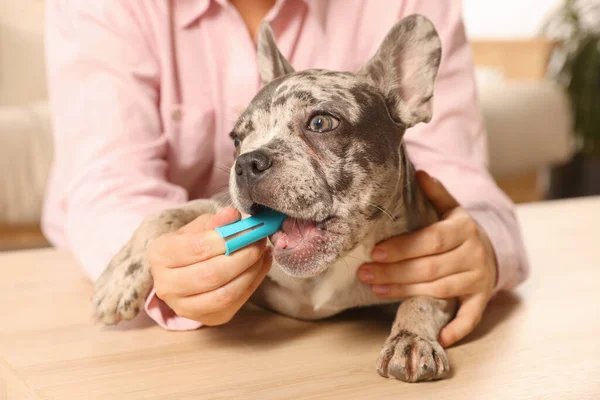 Woman Brushing Dog Teeth Table Indoors Closeup — Stock Photo, Image