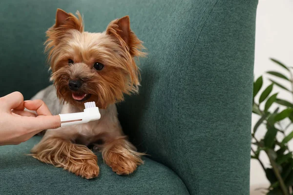 stock image Woman brushing dog's teeth on couch, closeup