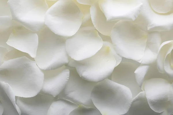 Arka Plan Olarak Güzel Beyaz Gül Yaprakları Üst Manzara — Stok fotoğraf
