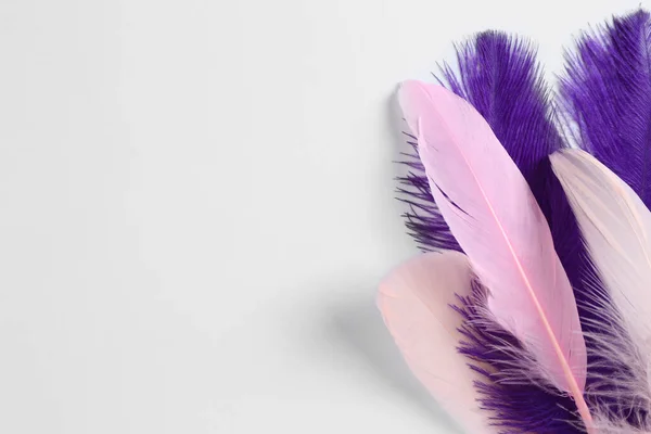 白色背景上美丽的紫色和浅粉色羽毛 案文的篇幅 — 图库照片