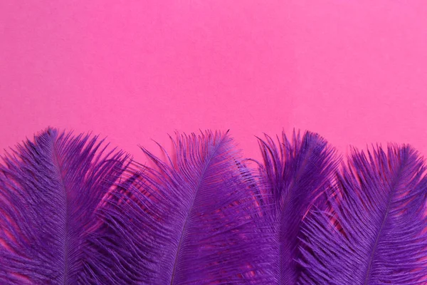 Beautiful Violet Feathers Pink Background Flat Lay Space Text — Stock Photo, Image