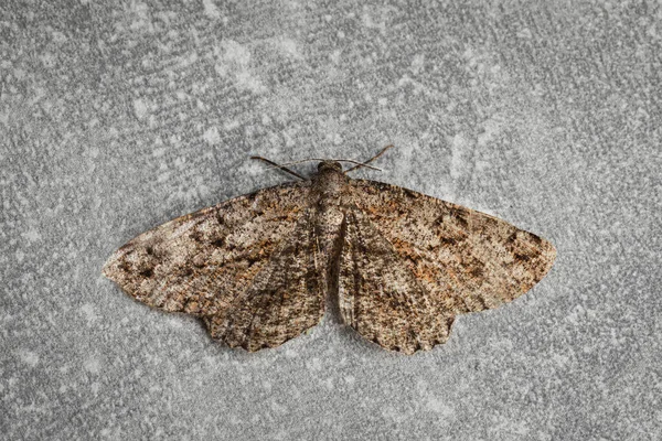 Single Alcis Repandata Moth Light Grey Background Top View — Stock Photo, Image